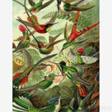 Trochilidae (Hummingbirds) - Diamond Painting-Craft a shimmering tribute to biology and art with Haeckel's 