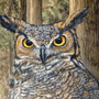 Whimsical Wisdom: Unleash the guardian of the night through owl painting - Great Horned Owl Painting by Russ Duerksen