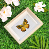 Butterfly Collection 2 - Mini Diamond Painting Kit-Discover the Butterfly Collection 2 Mini Diamond Painting Kit. Craft 12 unique butterfly designs that sparkle with creativity and charm!-Canvas by Numbers