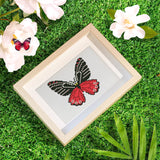 Butterfly Collection 2 - Mini Diamond Painting Kit-Discover the Butterfly Collection 2 Mini Diamond Painting Kit. Craft 12 unique butterfly designs that sparkle with creativity and charm!-Canvas by Numbers