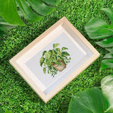 Plants Collection 2 - Diamond Painting Mini Kit-Explore the vibrant world of plants with our Plants Collection 2 Mini Diamond Painting Kit. Create 12 unique plant designs, perfect for decor and relaxation.-Canvas by Numbers