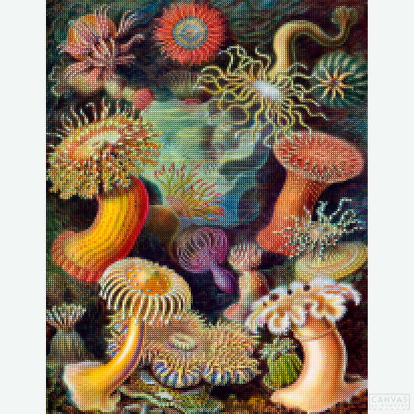 Actiniae - Diamond Painting Kit-Bring to life Ernst Haeckel's intricate sea anemones with our diamond painting kit. A top-seller that promises a vibrant, detailed artistic experience.-Canvas by Numbers