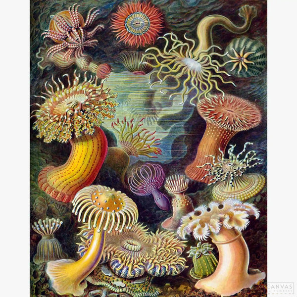 Actiniae - Diamond Painting Kit-Bring to life Ernst Haeckel's intricate sea anemones with our diamond painting kit. A top-seller that promises a vibrant, detailed artistic experience.-Canvas by Numbers
