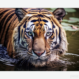 Gaze of the Wild - Tiger Diamond Painting-Recreate the powerful gaze of a tiger with the 