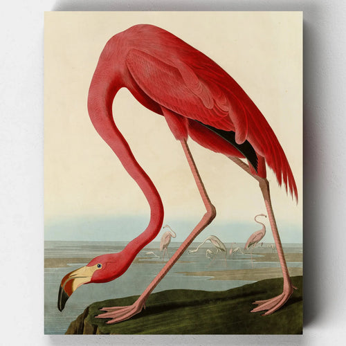 Vibrant red flamingo bending forward with outstretched legs and curved neck against a soft backdrop, based on Audubon’s American Flamingo illustration.