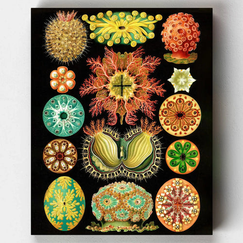 Vibrant marine paint by numbers kit image of 'Ascidiae' by Ernst Haeckel, featuring colorful ascidians against a dark background.