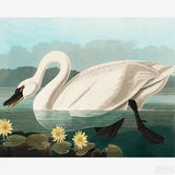 Common American Swan - Diamond Painting-Create the graceful beauty of the Common American Swan with our Diamond Painting Kit. Capture its serene elegance and bring this majestic bird to life.-Canvas by Numbers