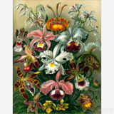 Orchidae - Diamond Painting-Unveil the magic of Ernst Haeckel's 