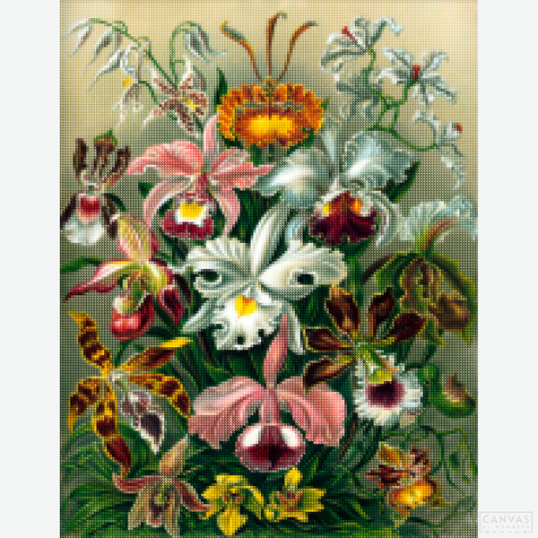 Orchidae - Diamond Painting - X-Large with square drills. Unveil the magic of Ernst Haeckel's "Orchidae" with our diamond painting kit. Immerse in this dazzling botanical creation, perfect for art lovers and nature enthusiasts.