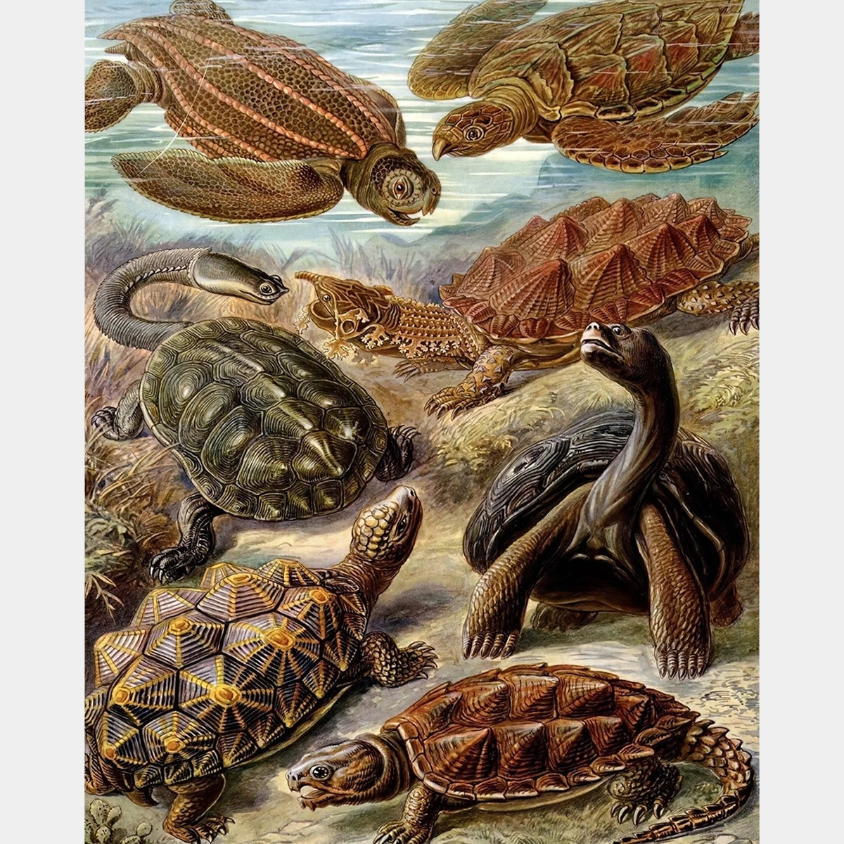 Chelonia - Diamond Painting - X-Large