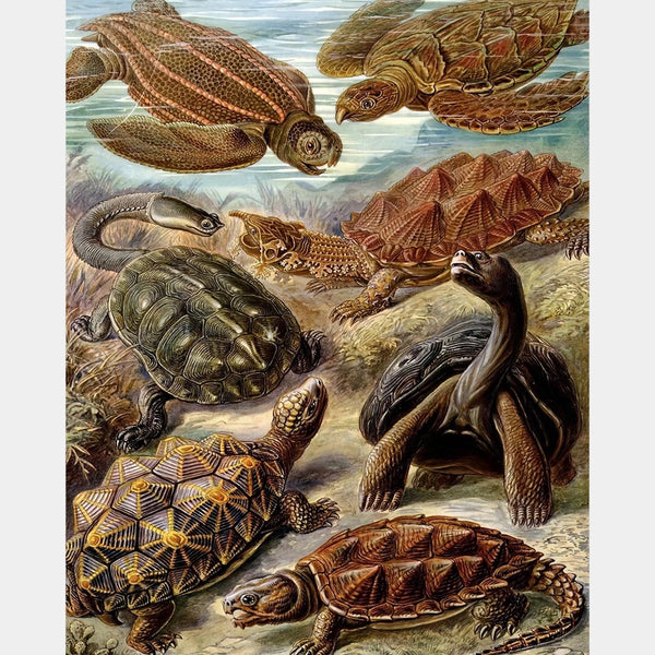 Chelonia - Diamond Painting - X-Large