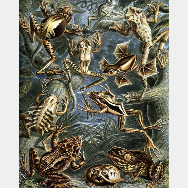 Batrachia - Diamond Painting - X-Large