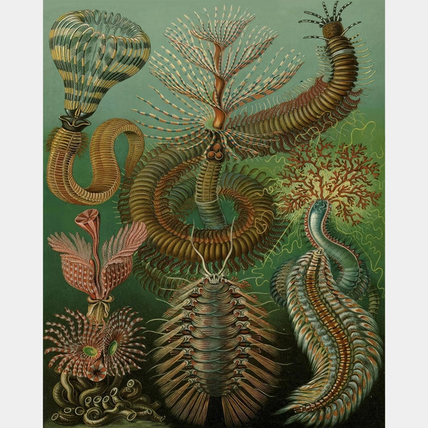 Chaetopoda - Diamond Painting - X-Large