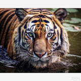 Gaze of the Wild - Tiger Diamond Painting-Recreate the powerful gaze of a tiger with the 