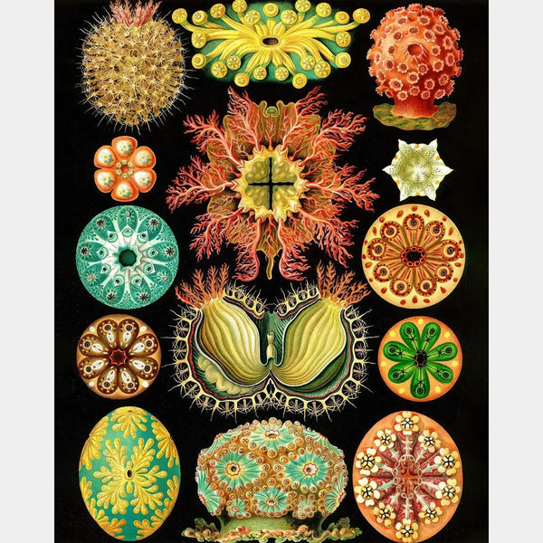 Ascidiae - Diamond Painting - X-Large