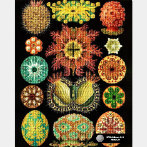 Ascidiae - Diamond Painting - X-Large