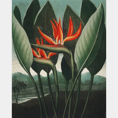 La Reine Plante - Diamond Painting - Grand Format