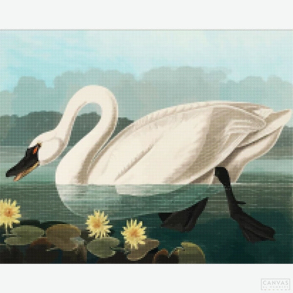 Common American Swan - Diamond Painting-Create the graceful beauty of the Common American Swan with our Diamond Painting Kit. Capture its serene elegance and bring this majestic bird to life.-Canvas by Numbers