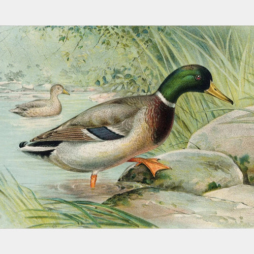 Malle eend - Diamond Painting - Groot