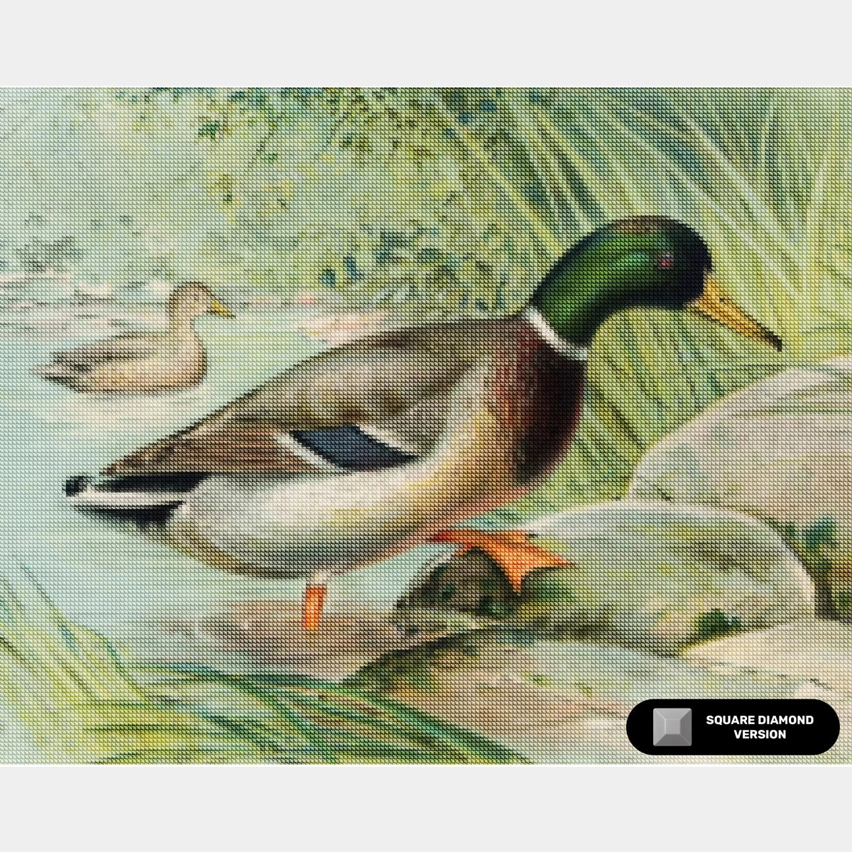 Canard colvert - Peinture diamant - Grand