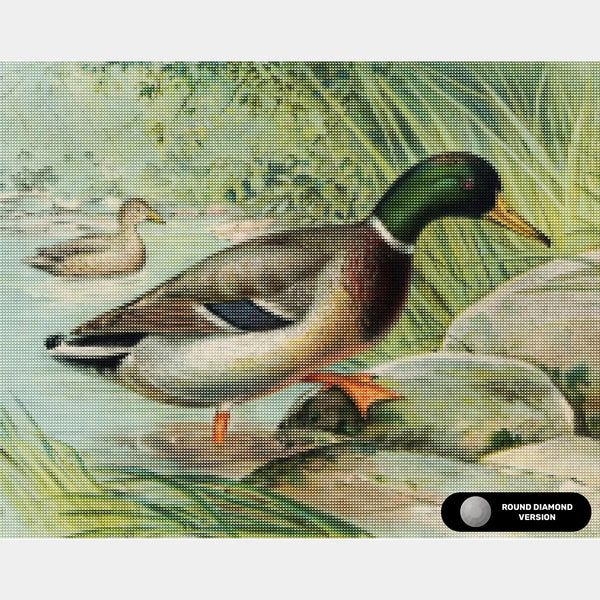Canard colvert - Peinture diamant - Grand