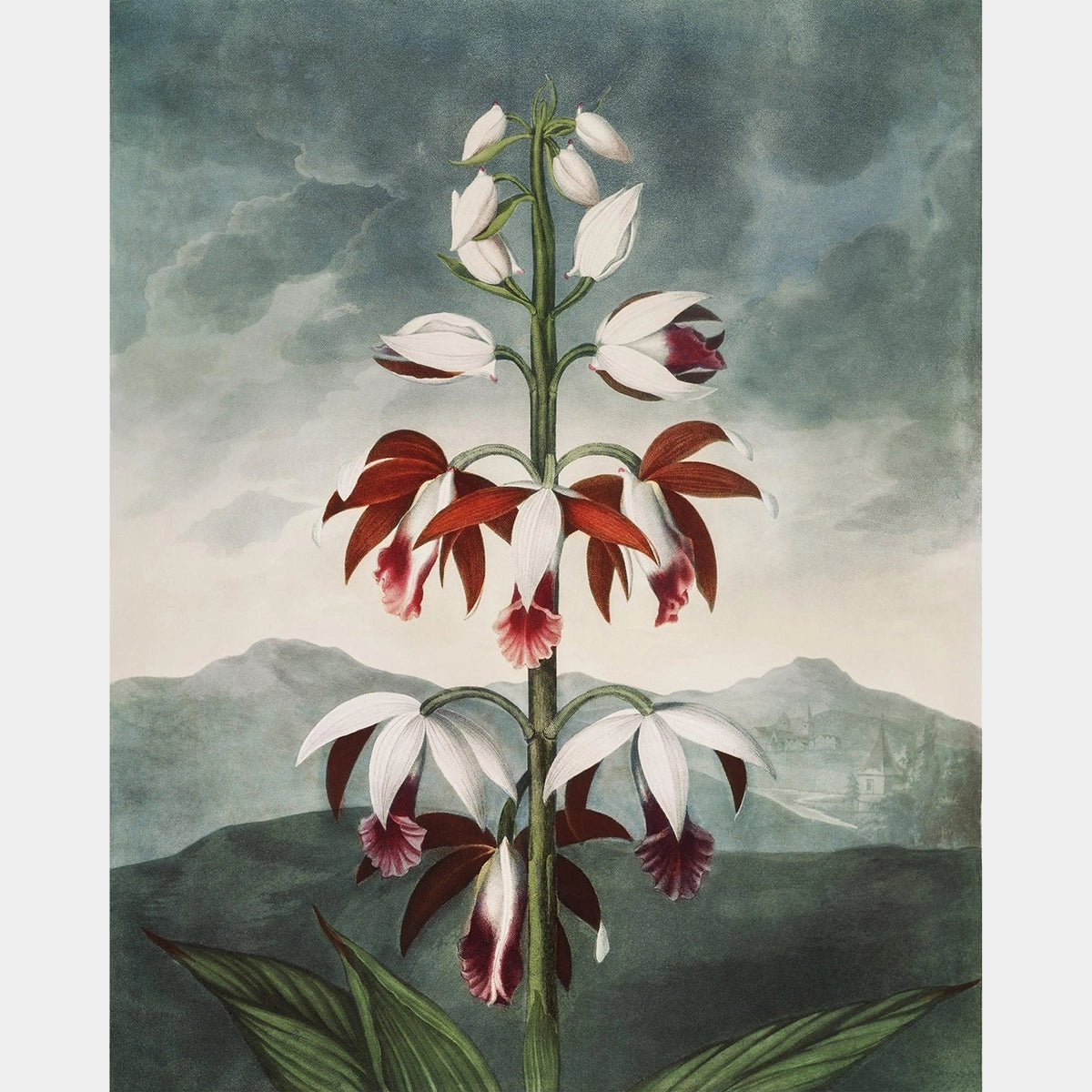 De Chinese Limodoron - Diamond Painting - Groot