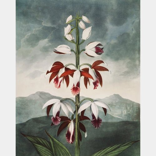 Le Limodoron Chinois - Diamond Painting - Grand