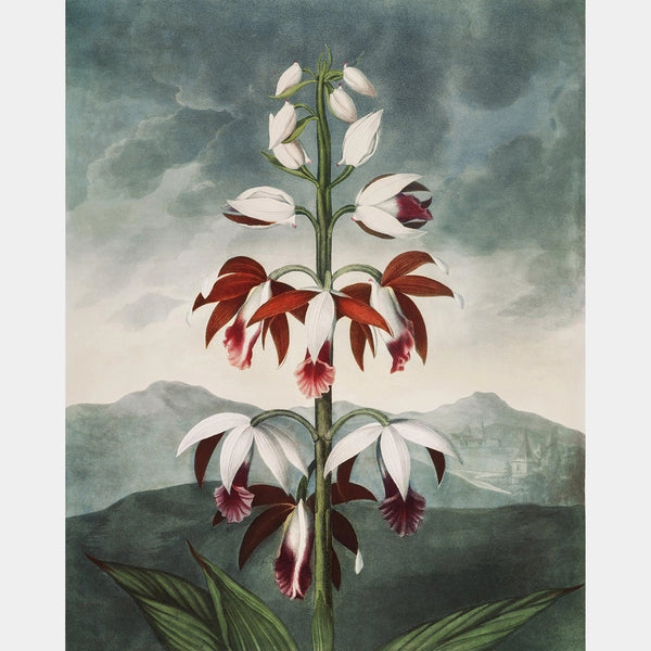 De Chinese Limodoron - Diamond Painting - Groot