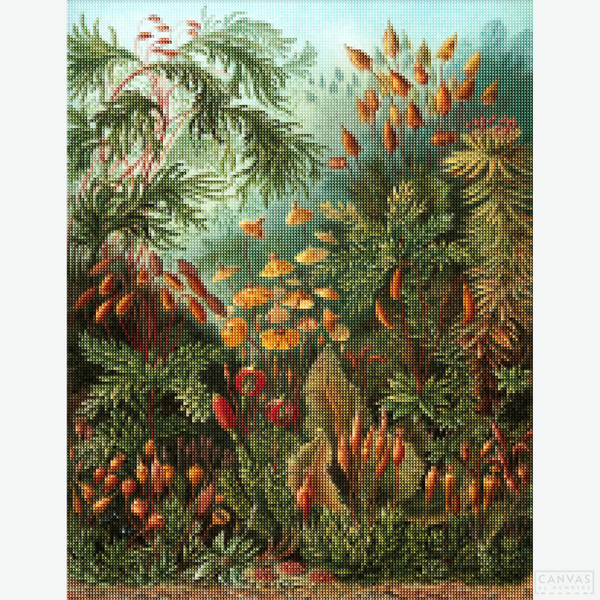 Muscinae - Diamond Painting-Create your own masterpiece with this Diamond Painting kit based on Ernst Haeckel's "Kunstformen der Natur." Experience the intricacy and beauty of marine life.-Canvas by Numbers