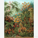 Muscinae - Diamond Painting-Create your own masterpiece with this Diamond Painting kit based on Ernst Haeckel's 