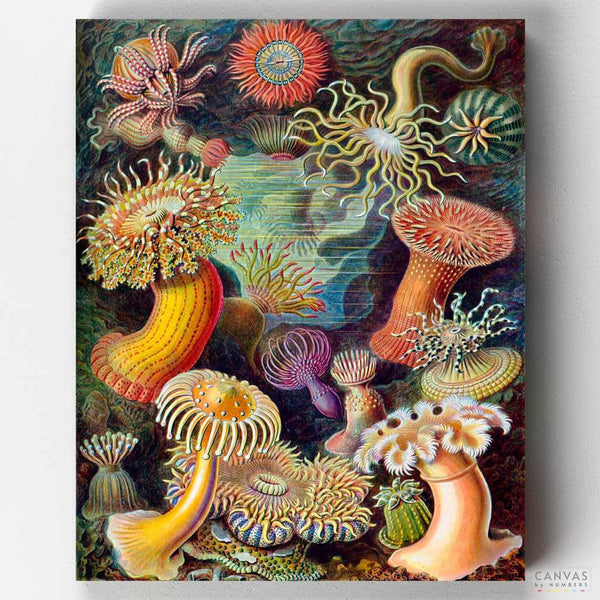 Actiniae - Paint by Numbers-A stunning sea-life paint by numbers by master Haeckel. Extremely detailed and vivid, be ready for hours of fun! Get your today and create your masterpiece!-Canvas by Numbers