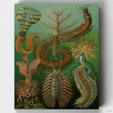 Chaetopoda - Paint by Numbers-Discover the mesmerizing world of Chaetopoda marine worms with our paint by numbers kit, inspired by Ernst Haeckel's 