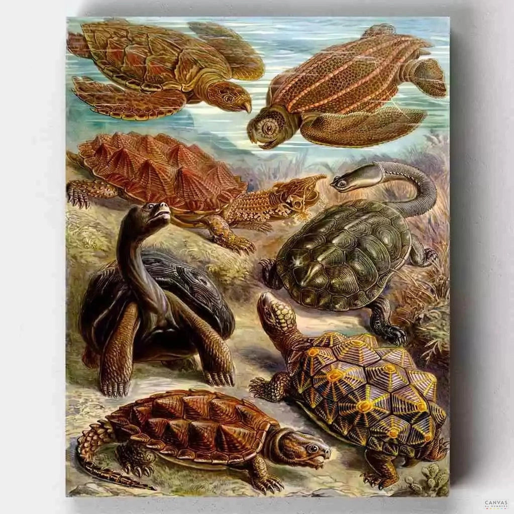 Chelonia - Paint by Numbers-This paint by numbers, part of "Art Forms in Nature," depicts a group of sea turtles in exquisite detail, showcasing Haeckel's love of natural forms.-Canvas by Numbers