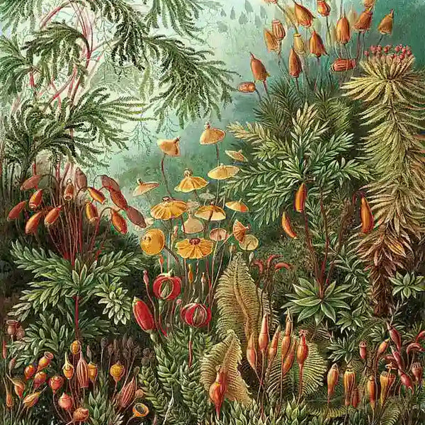 Mushroom Forest Botanical | Ernst Haeckel