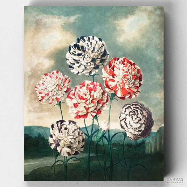 Group of Carnations - Paint by Numbers-Paint by Numbers-16"x20" (40x50cm) No Frame-Canvas by Numbers US