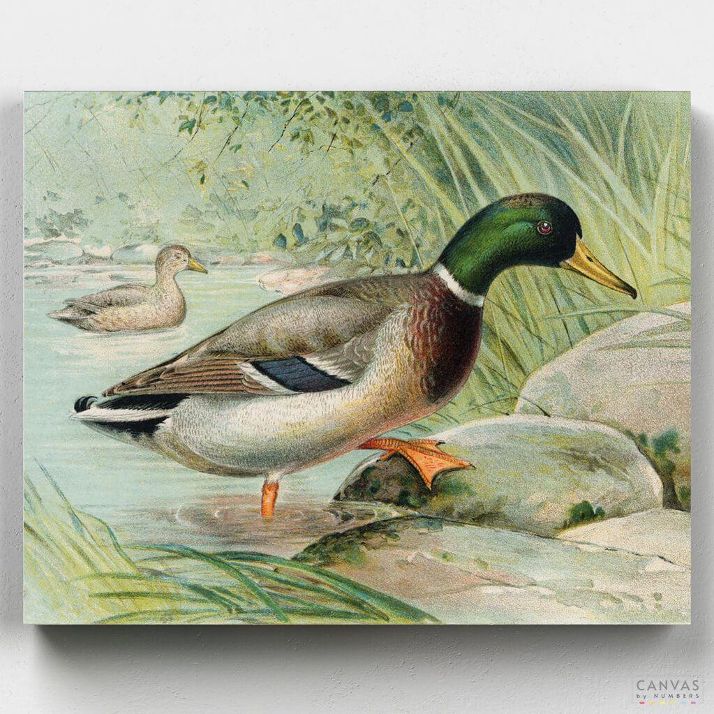 Mallard Duck - Paint by Numbers-You'll love our Mallard Duck - J.L. Ridgway paint by numbers kit. Shop more than 500 paintings at Canvas by Numbers. Up to 50% Off! Free shipping and 60 days money-back.-Canvas by Numbers