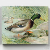 Mallard Duck - Paint by Numbers-You'll love our Mallard Duck - J.L. Ridgway paint by numbers kit. Shop more than 500 paintings at Canvas by Numbers. Up to 50% Off! Free shipping and 60 days money-back.-Canvas by Numbers