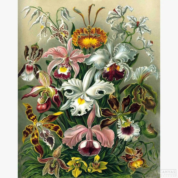 Orchidae - Diamond Painting-Unveil the magic of Ernst Haeckel's "Orchidae" with our diamond painting kit. Immerse in this dazzling botanical creation, perfect for art lovers and nature enthusiasts.-Canvas by Numbers