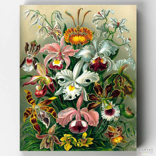 Orchidae. A stunning floral paint by numbers artwork by zoologist Ernst Haeckel. Premium materials, hours of fun ahead! Are you ready for a creative experience?