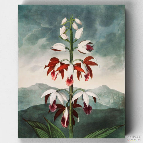 The Chinese Limodoron. Create a masterpiece with "The Chinese Limodoron" paint by numbers kit. Perfect for everyone, this kit brings Thornton’s stunning botanical art to life.