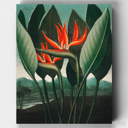 The Queen Plant. Create your own version of 'The Queen Plant' by Robert John Thornton with our Paint by Numbers Kit. Experience the joy of painting this intricate botanical scene.