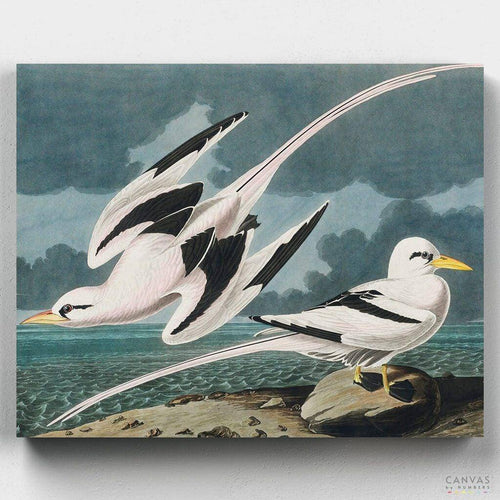 Tropic Bird. You'll love our Tropic Bird - John James Audubon paint by numbers kit. Shop more than 500 paintings at Canvas by Numbers. Up to 50% Off! Free shipping and 60 days money-back.